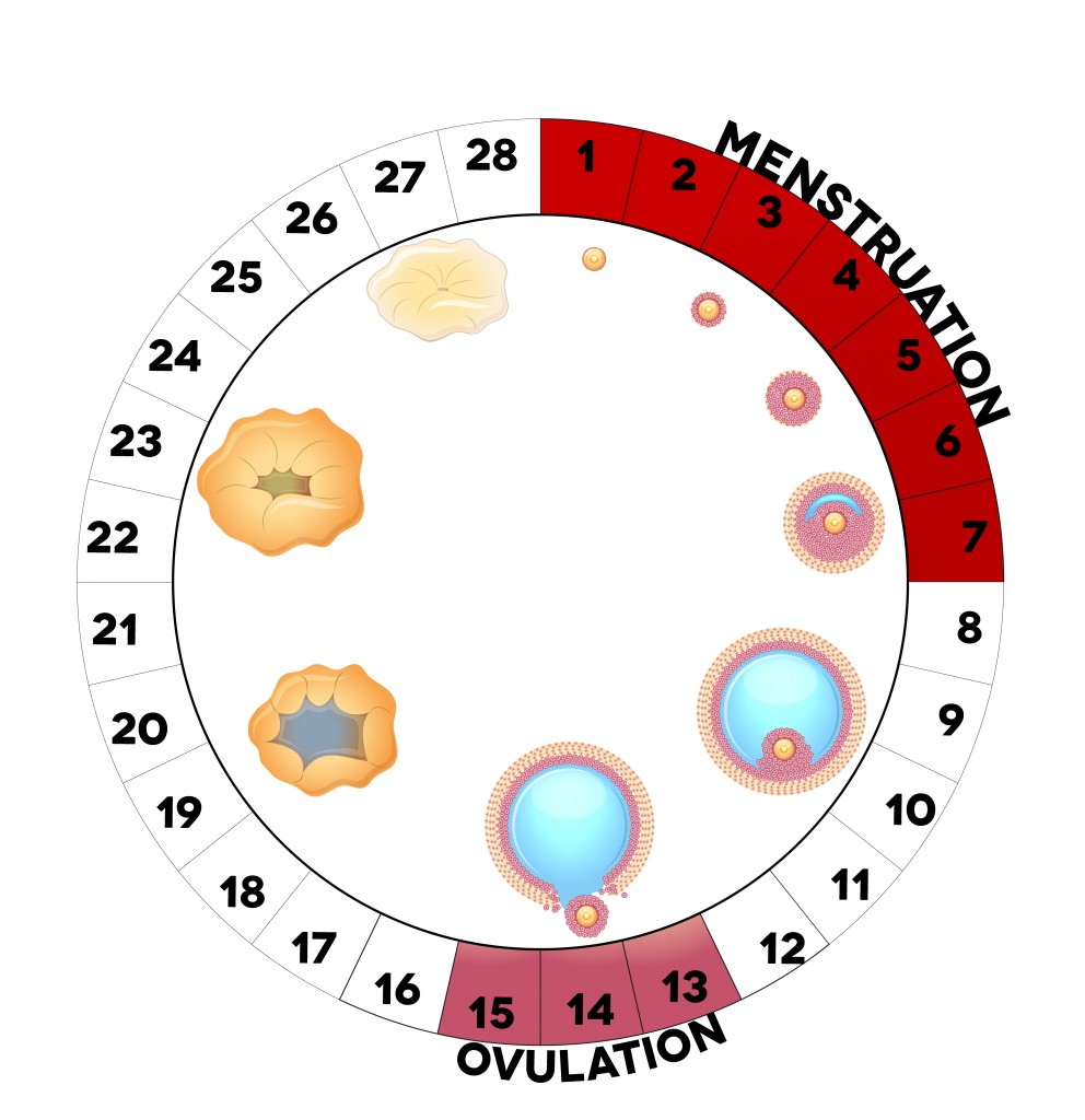 Basal Body Temperature Charting How To Track Your Cycle