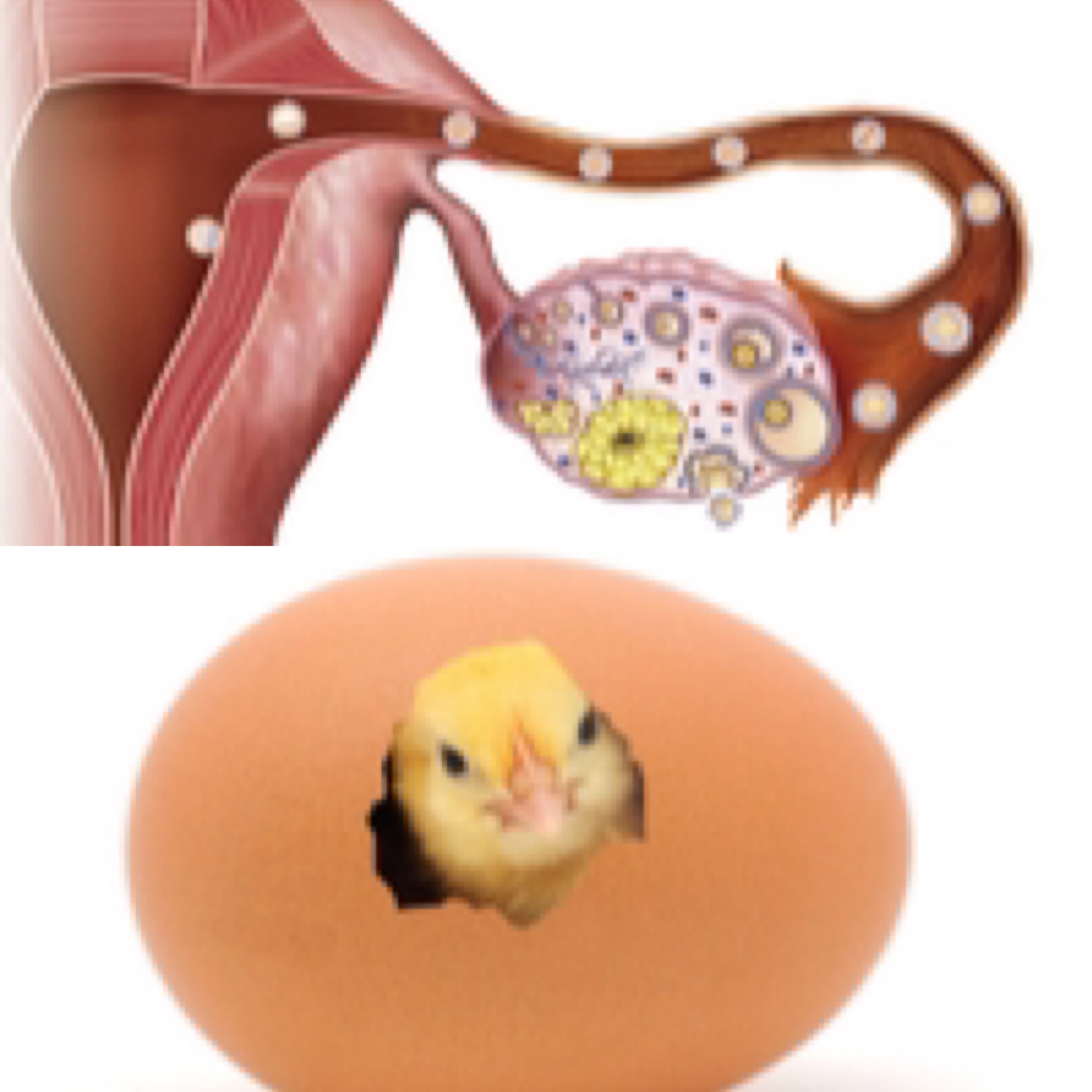 Chicken egg, ovary egg