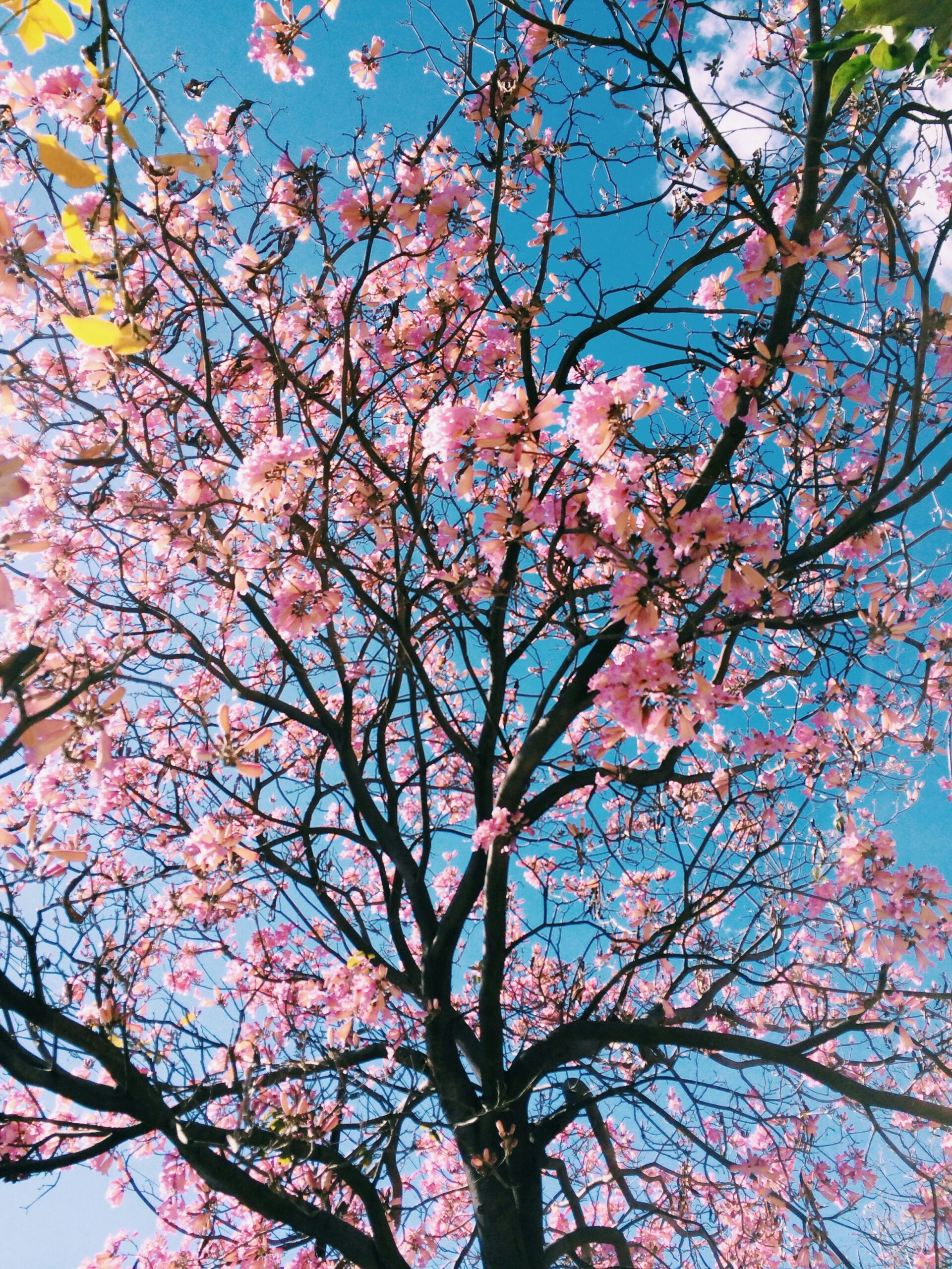 Spring and our health! Image of a pink blossom tree